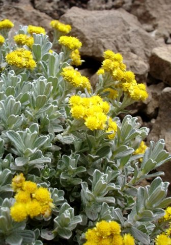 Helichrysum trilineatum flowerheads
